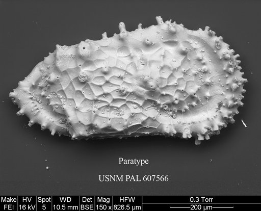 Cythereis bensoni Yasuhara et al., 2015