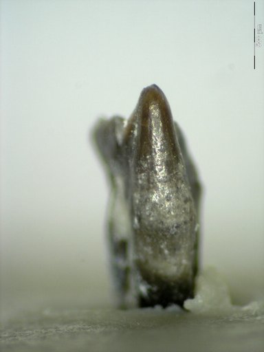 Genus sp