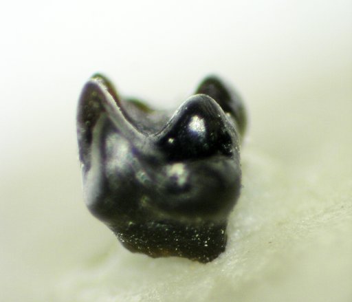 Genus sp