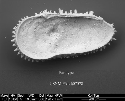 Cythereis purii Yasuhara et al., 2015