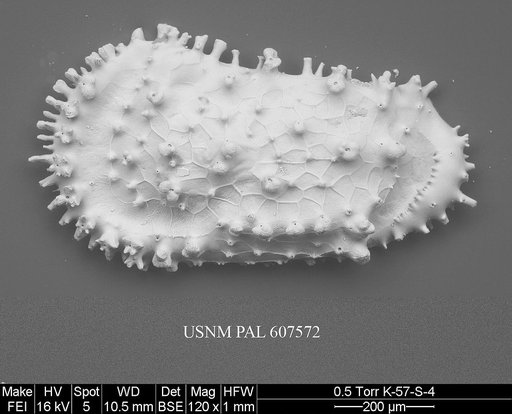 Cythereis ulcus (Jellinek & Swanson, 2003)