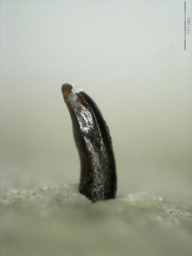 Genus sp