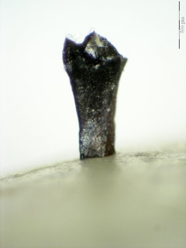 Genus sp