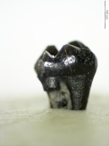 Genus sp