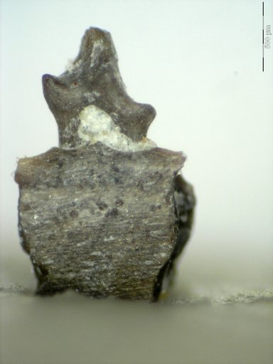 Genus sp