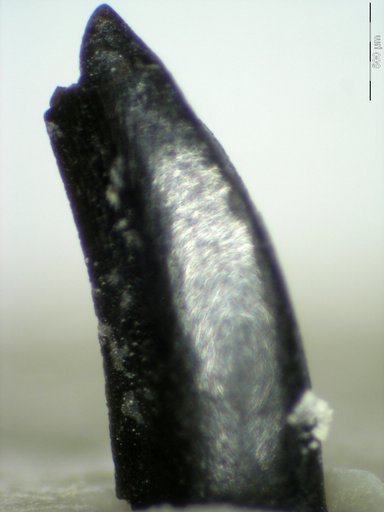 Genus sp