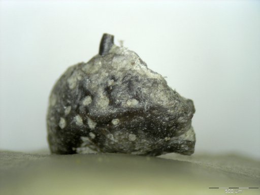 Genus sp