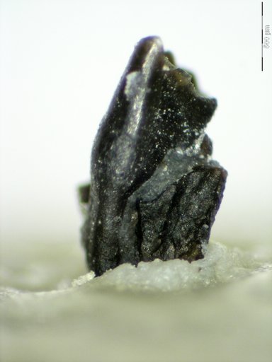 Genus sp