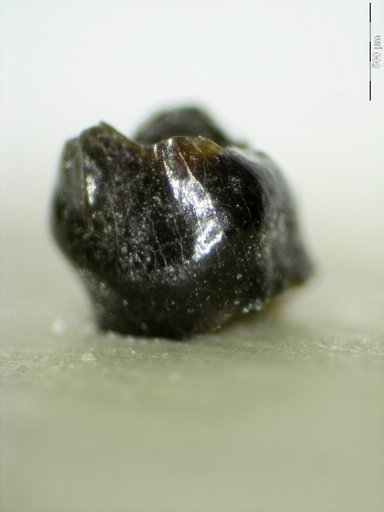Genus sp