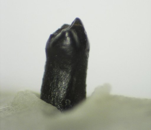 Genus sp