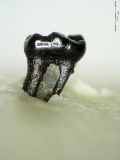 Genus sp
