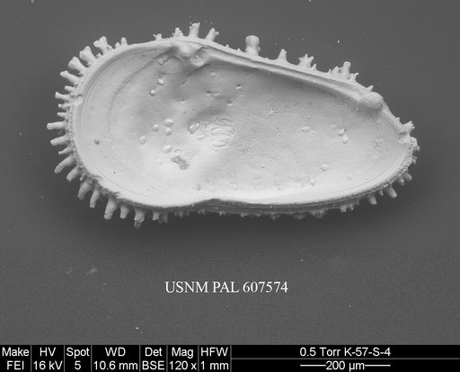 Cythereis ulcus (Jellinek & Swanson, 2003)