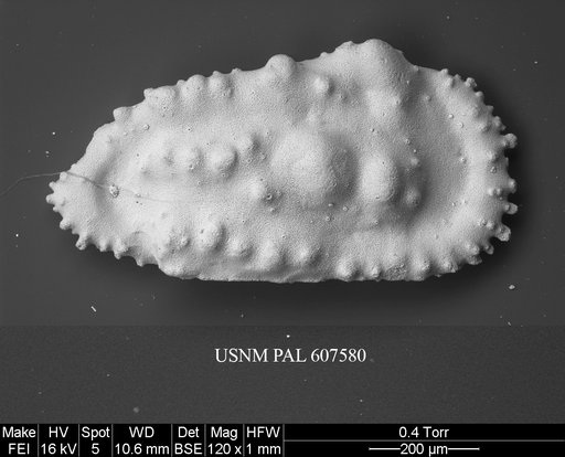 Cythereis orientalis (Guernet, 1985)