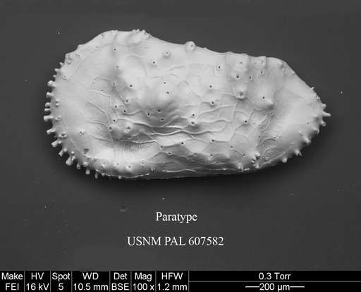 Cythereis fungina Yasuhara et al., 2015