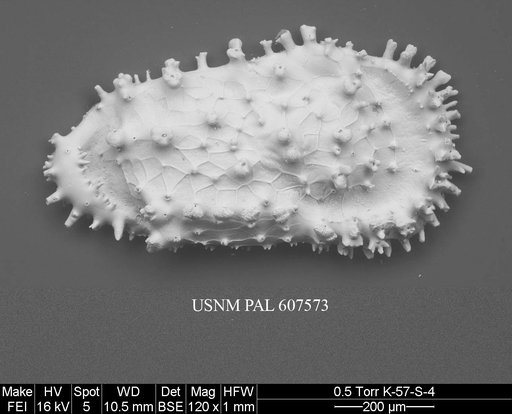 Cythereis ulcus (Jellinek & Swanson, 2003)