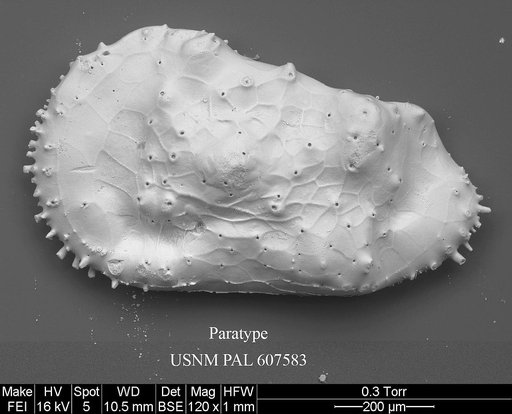 Cythereis fungina Yasuhara et al., 2015