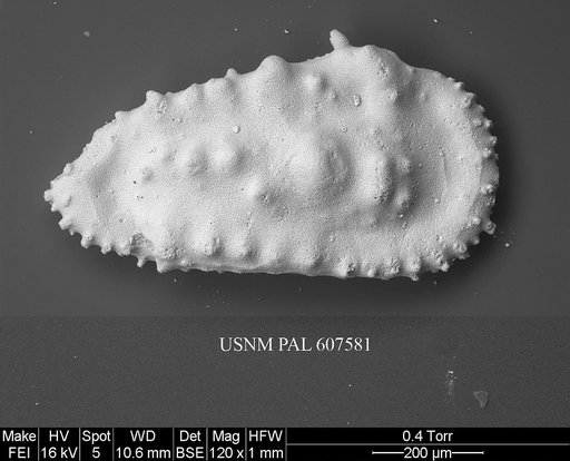Cythereis orientalis (Guernet, 1985)