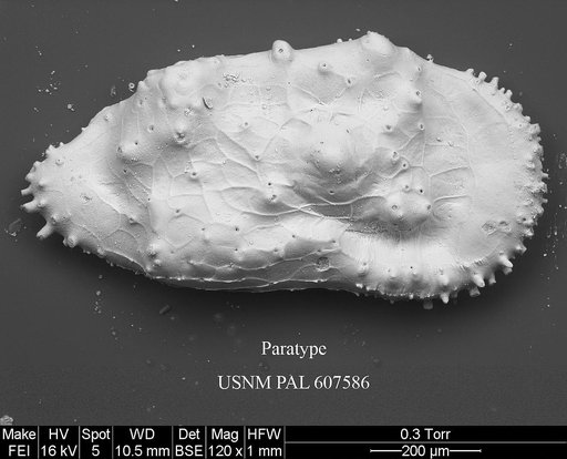 Cythereis fungina Yasuhara et al., 2015