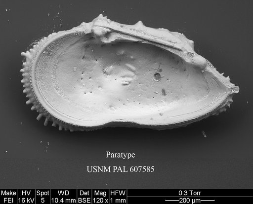 Cythereis fungina Yasuhara et al., 2015