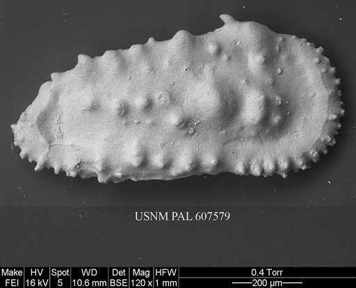 Cythereis orientalis (Guernet, 1985)