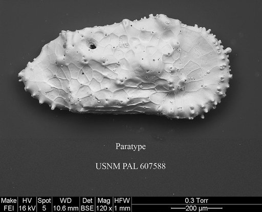Cythereis fungina Yasuhara et al., 2015