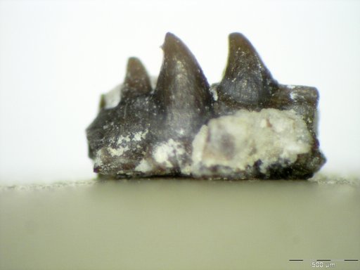 Genus sp