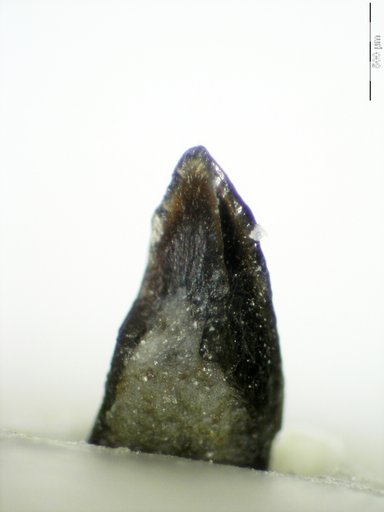 Genus sp