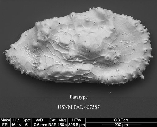 Cythereis fungina Yasuhara et al., 2015