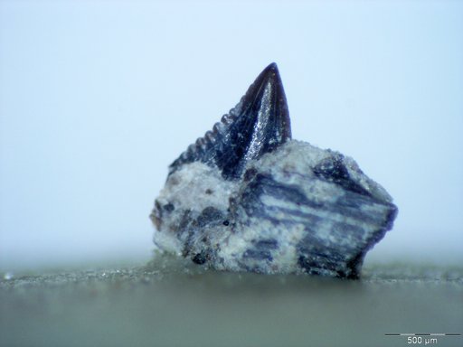 Genus sp