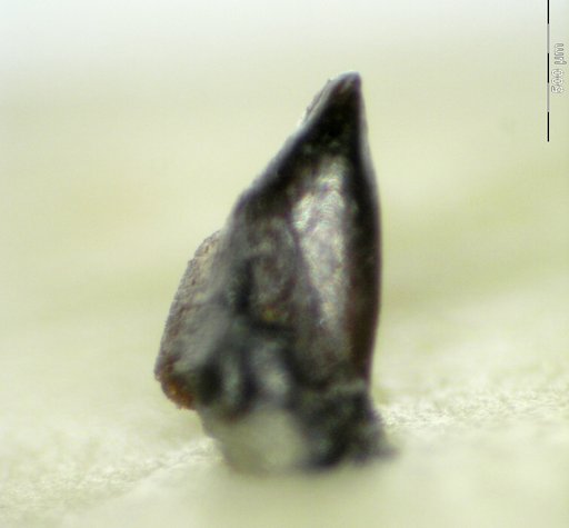 Genus sp