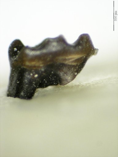 Genus sp
