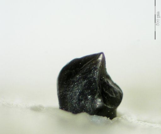 Opisthias sp