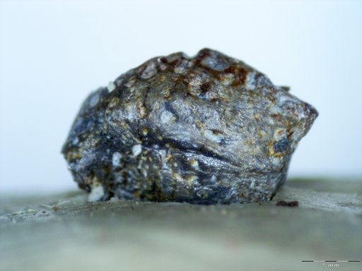 Genus sp