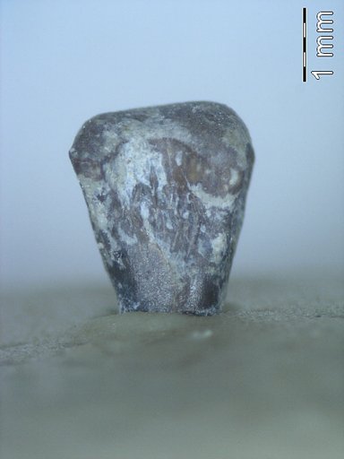 Genus sp