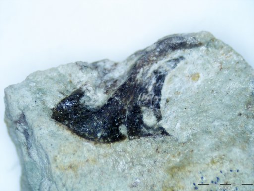 Genus sp