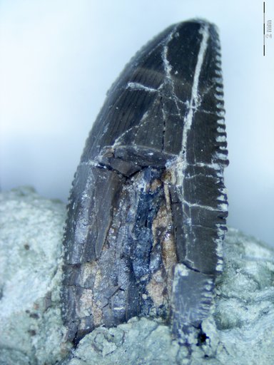 Genus sp