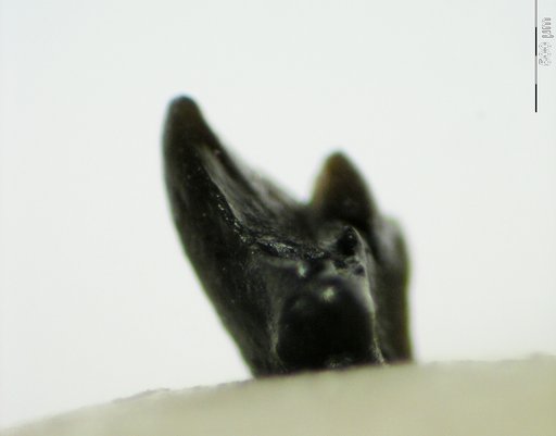 Genus sp