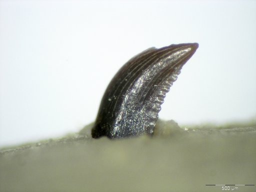 Genus sp