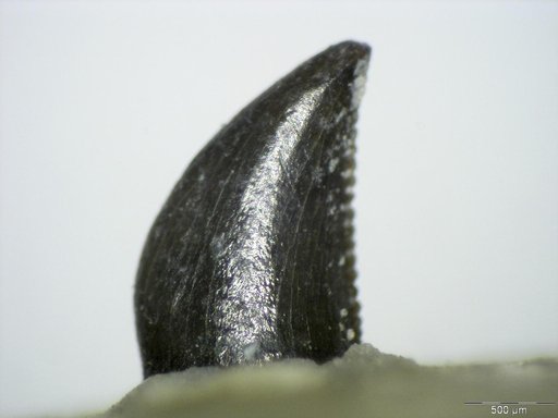 Genus sp