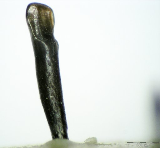 Genus sp