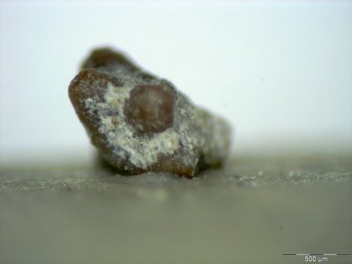 Genus sp