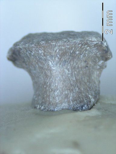 Genus sp