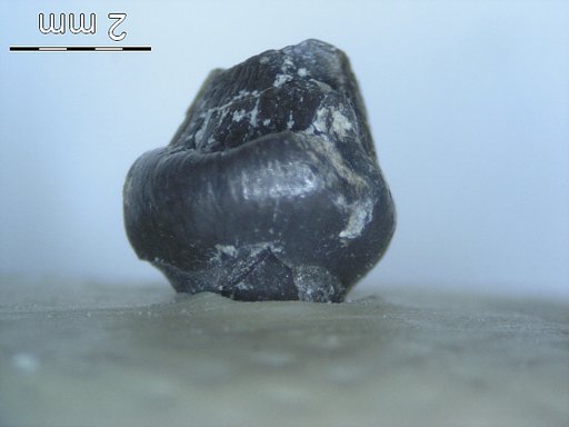 Genus sp