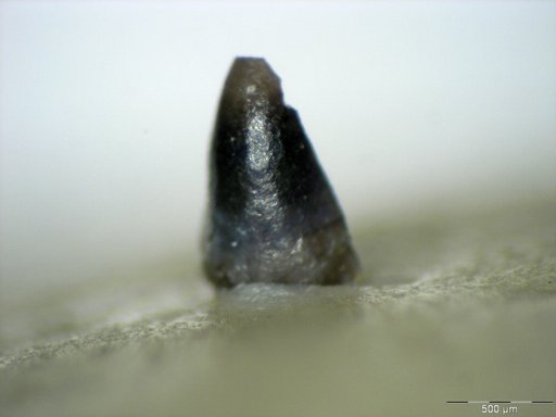 Genus sp