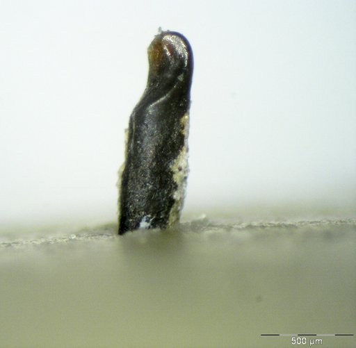 Genus sp