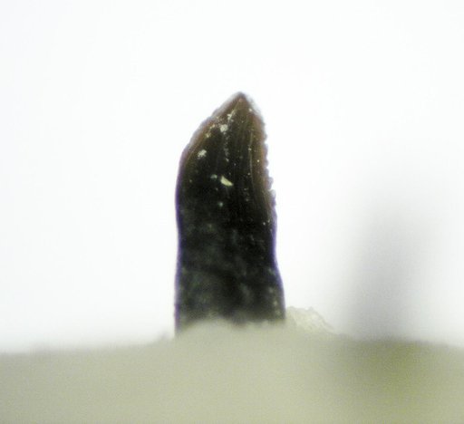 Genus sp