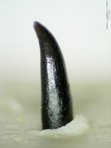 Genus sp