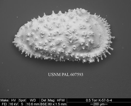 Cythereis sp. 8 Yasuhara et al., 2015