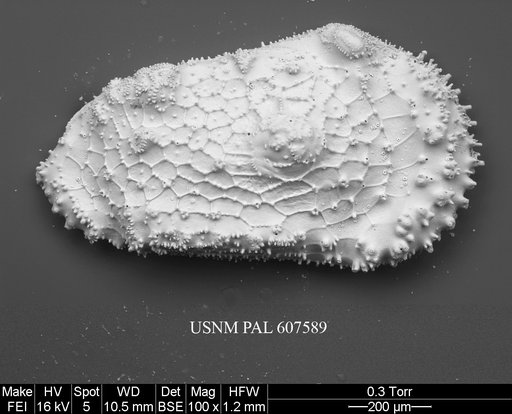 Cythereis sp. 4 Yasuhara et al., 2015