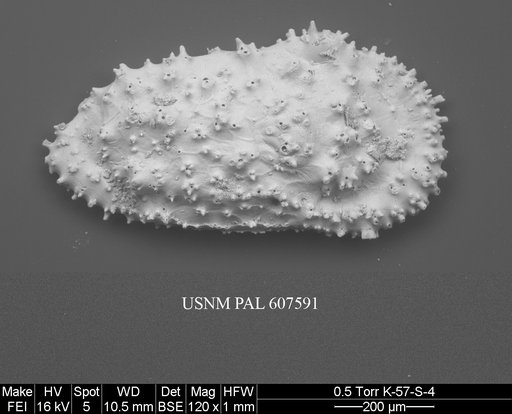 Cythereis sp. 6 Yasuhara et al., 2015